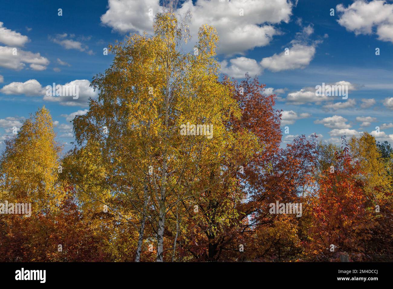 Landscape autumn forest trees against white clouds at sunny day Stock Photo