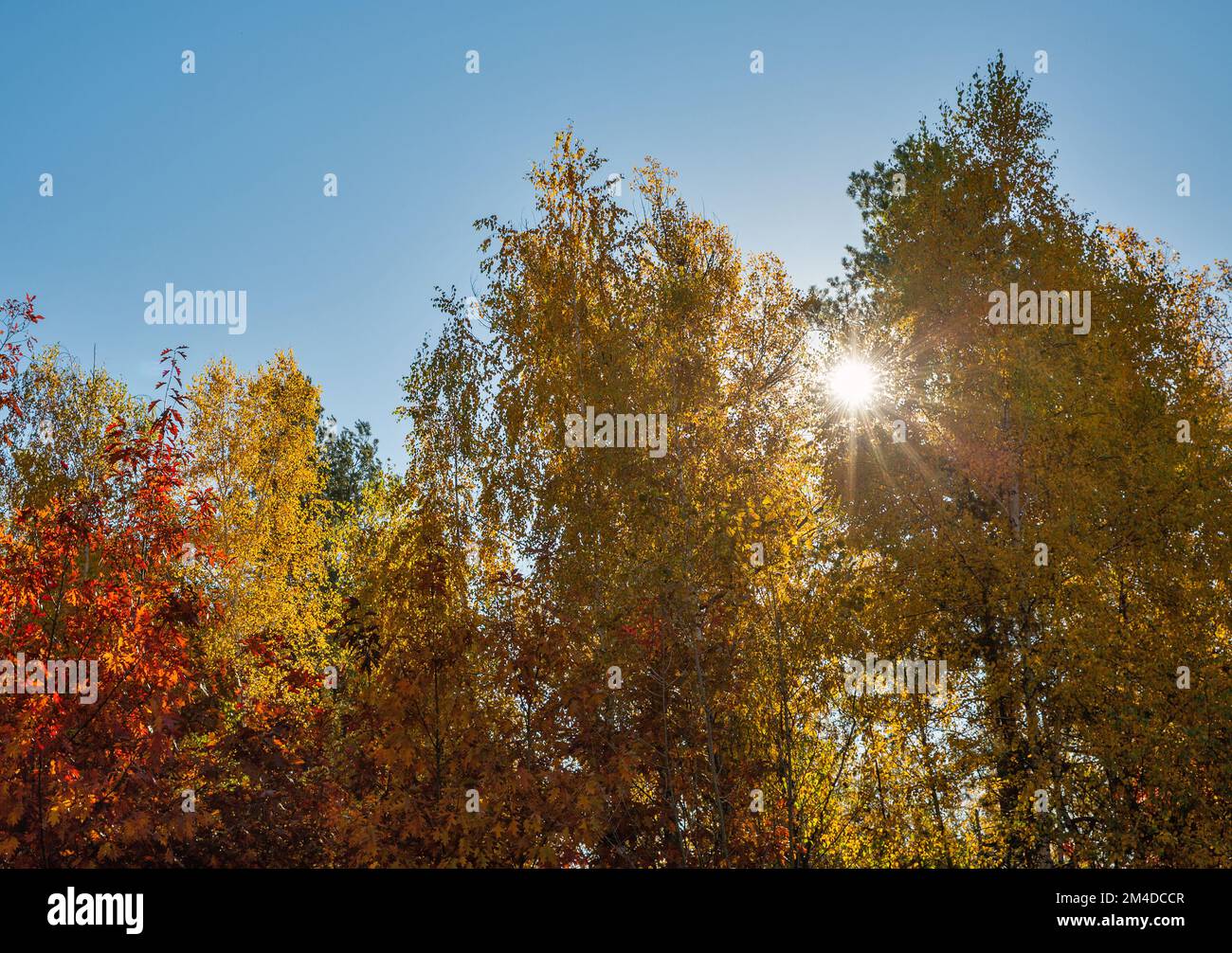 Landscape autumn forest trees against sun and clear blue sky Stock Photo