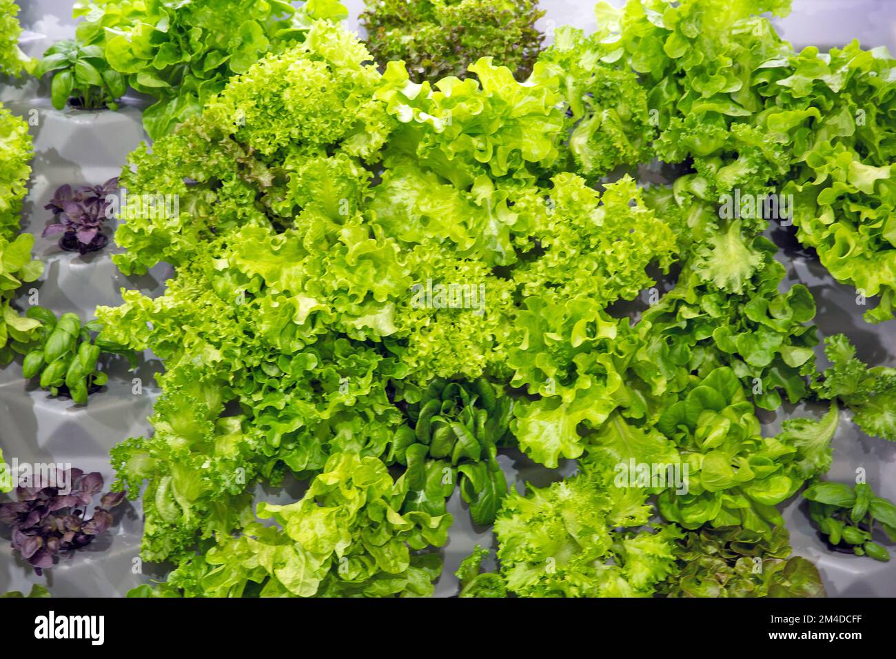 fresh lettuce leaves of various varieties closeup Stock Photo