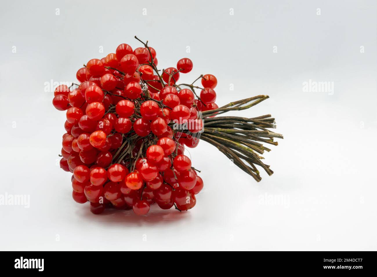 Viburnum red berries closeup on white background Stock Photo