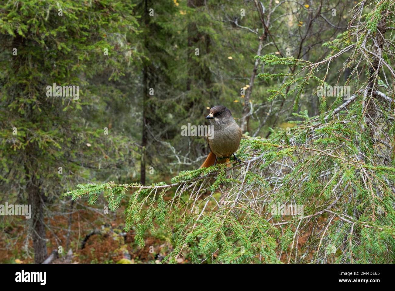 A curious Siberian jay perched on a Spruce in an old-growth forest in Valtavaara near Kuusamo, Northern Finland Stock Photo