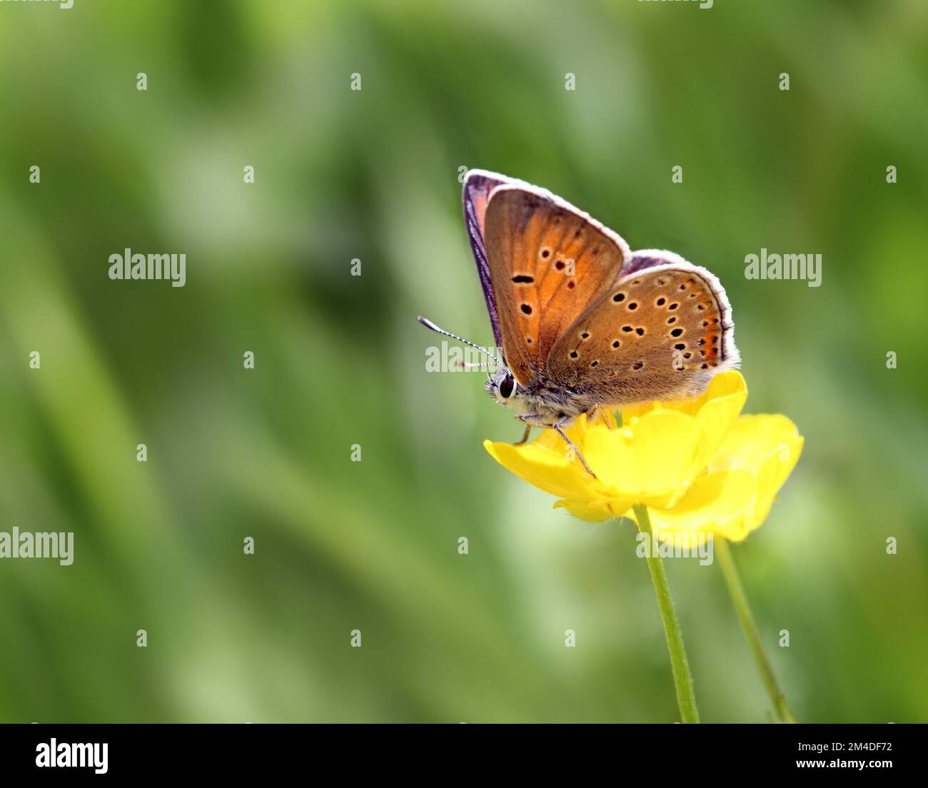Butterfly - Purple-edged Copper (Lycaena hippothoe), male Stock Photo