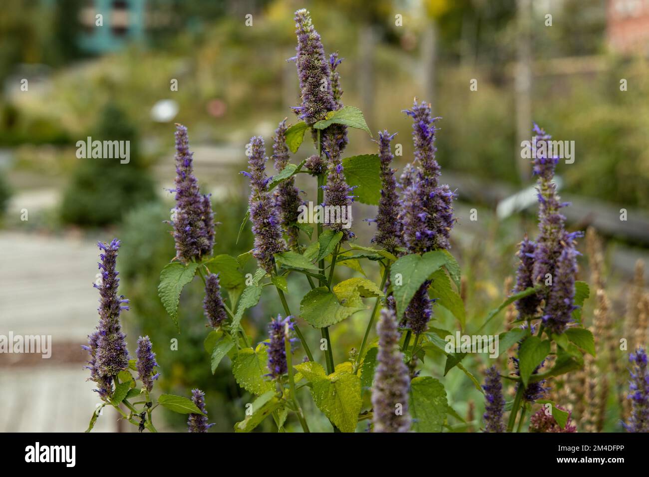 Korean Mint Agastache rugosa flower blossom Stock Photo Alamy
