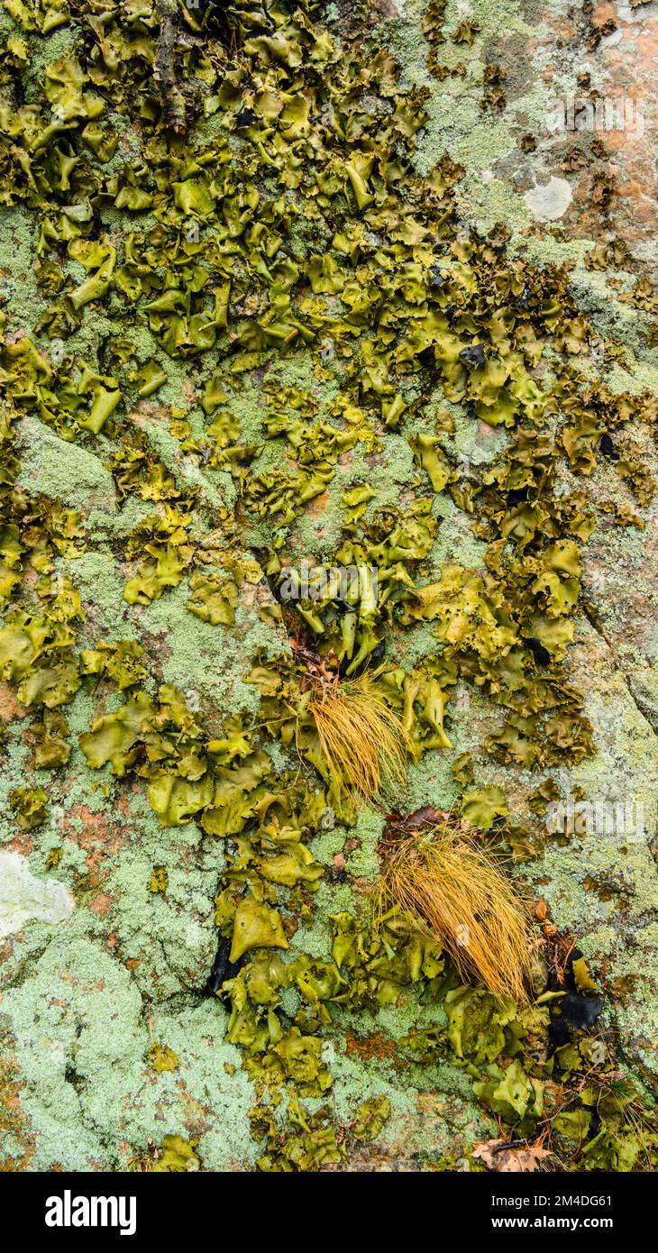 Rock tripe, lichen of the genus Umbilicaria. Colony growing  on woodland rock face, Parry Sound, Ontario, Canada Stock Photo