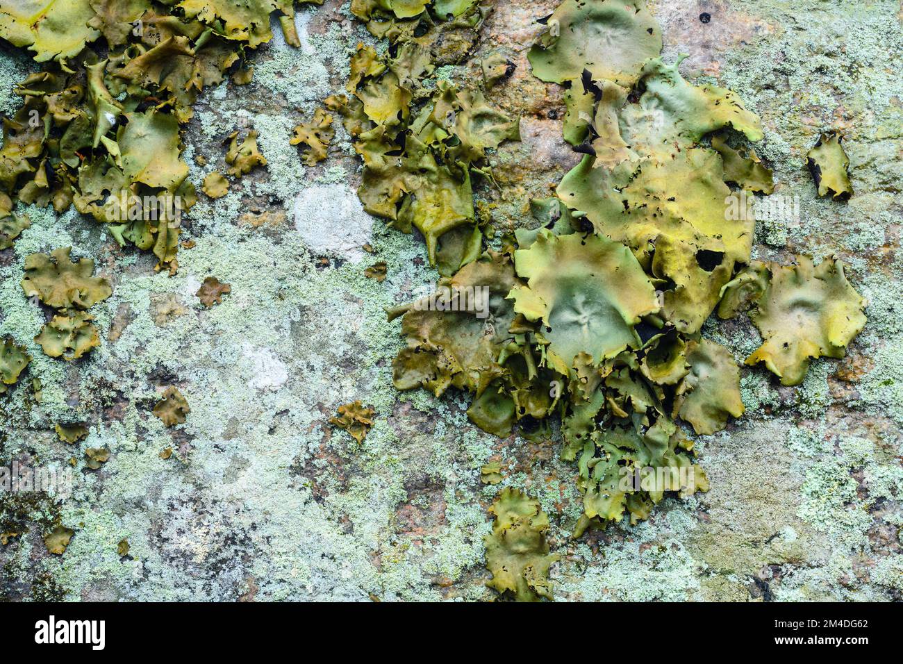 Rock tripe, lichen of the genus Umbilicaria. Colony growing  on woodland rock face, Parry Sound, Ontario, Canada Stock Photo
