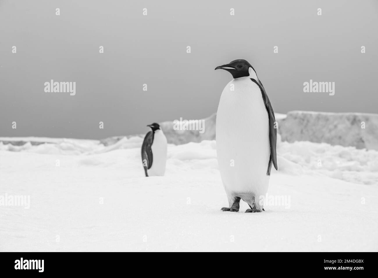 Antarctica penguins Black and White Stock Photos & Images - Alamy