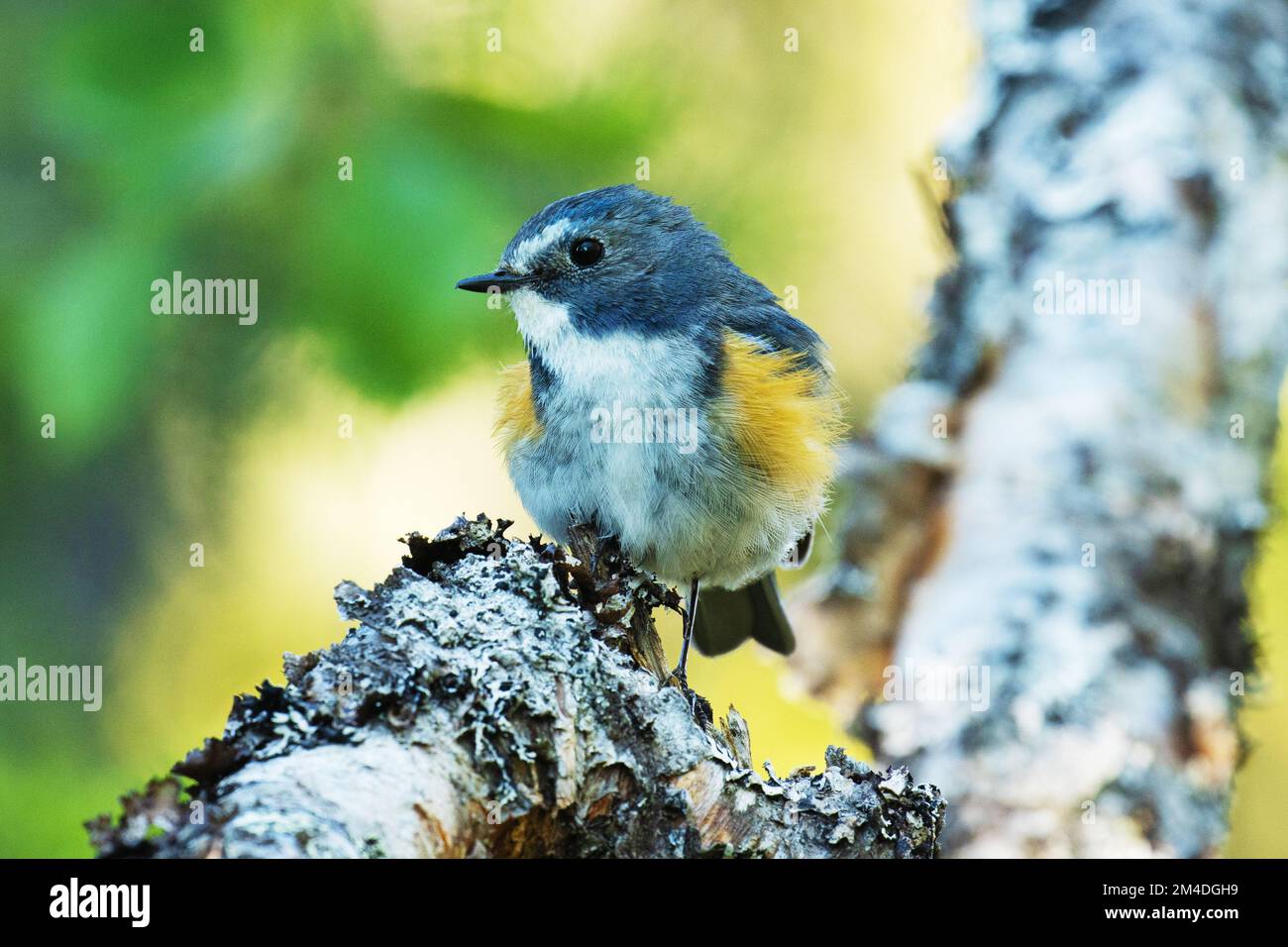 Close-up of colorful male Red-flanked bluetail, Tarsiger cyanurus perched in a summery taiga forest in Valtavaara near Kuusamo, Northern Finland Stock Photo