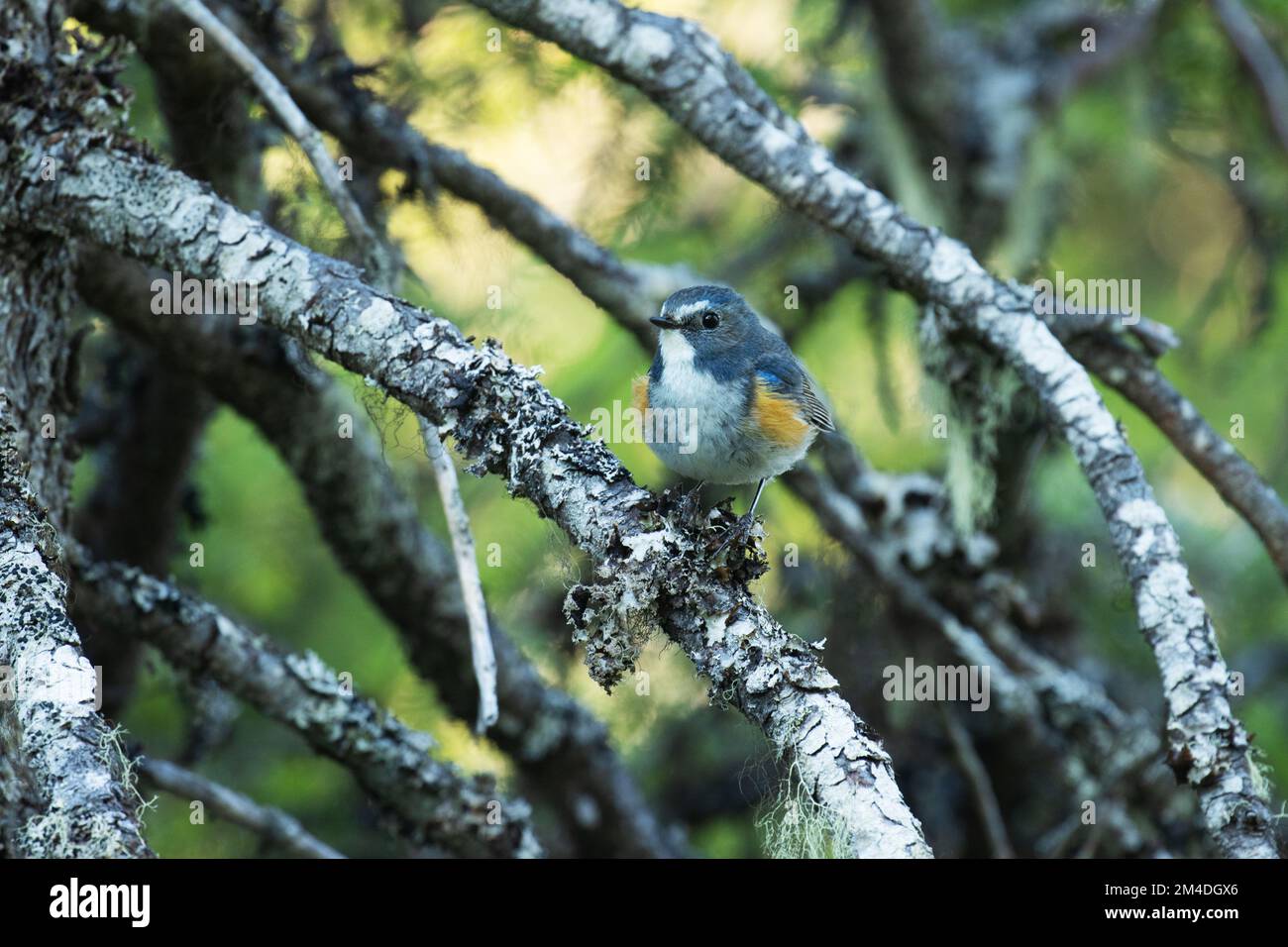 Close-up of colorful male Red-flanked bluetail, Tarsiger cyanurus perched in a summery taiga forest in Valtavaara near Kuusamo, Northern Finland Stock Photo