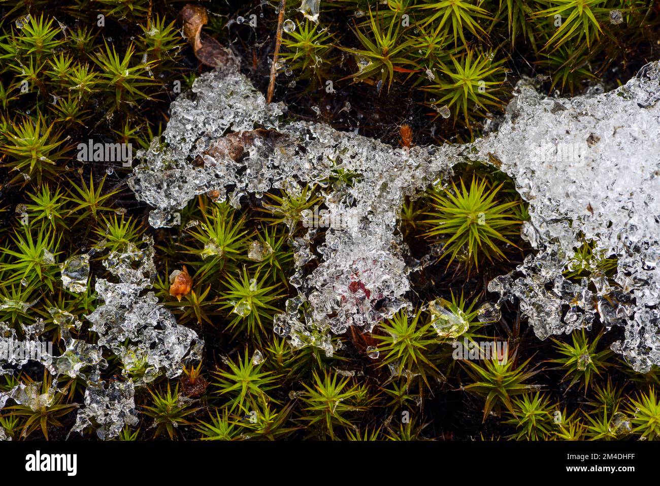 Melting snow, Haircap moss (Polytrichum commune)  beds in early spring, Greater Sudbury, Ontario, Canada Stock Photo