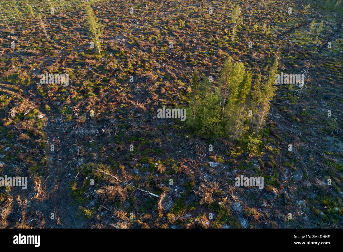 An aerial of a mineralized clear-cut area with some standing trees in summery Northern Finland Stock Photo