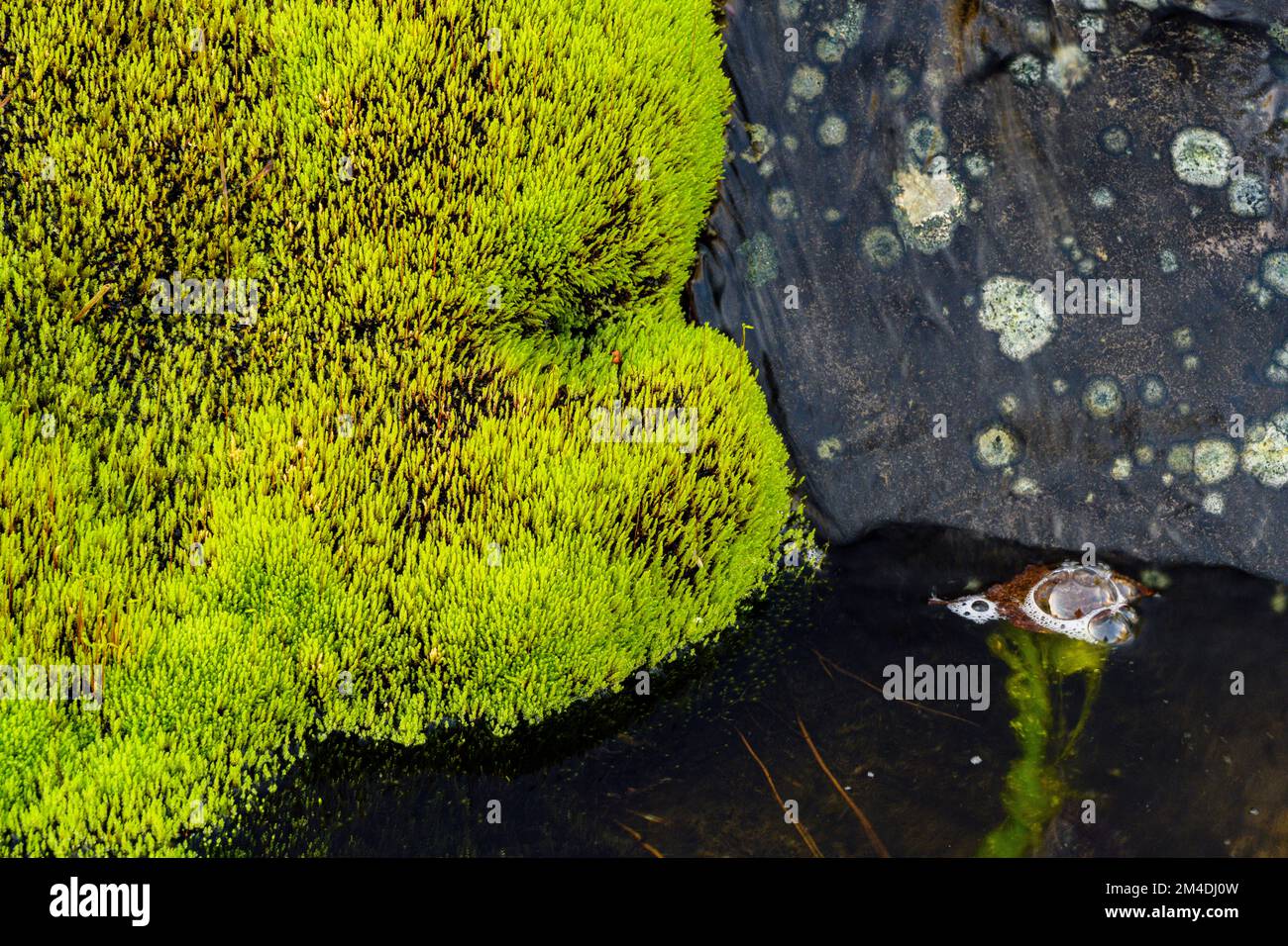 Spring runoff over a rock outcrop, pohlia moss (Pohlia nutans) colony, Greater Sudbury, Ontario, Canada Stock Photo