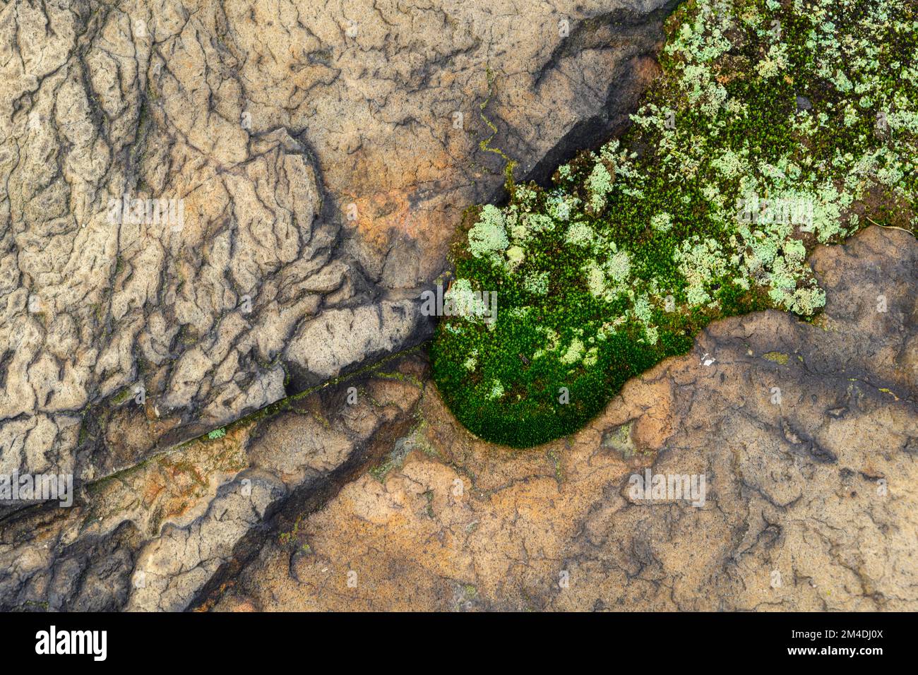 Moss, lichens in a depression in a rock outcrop, Greater Sudbury, Ontario, Canada Stock Photo