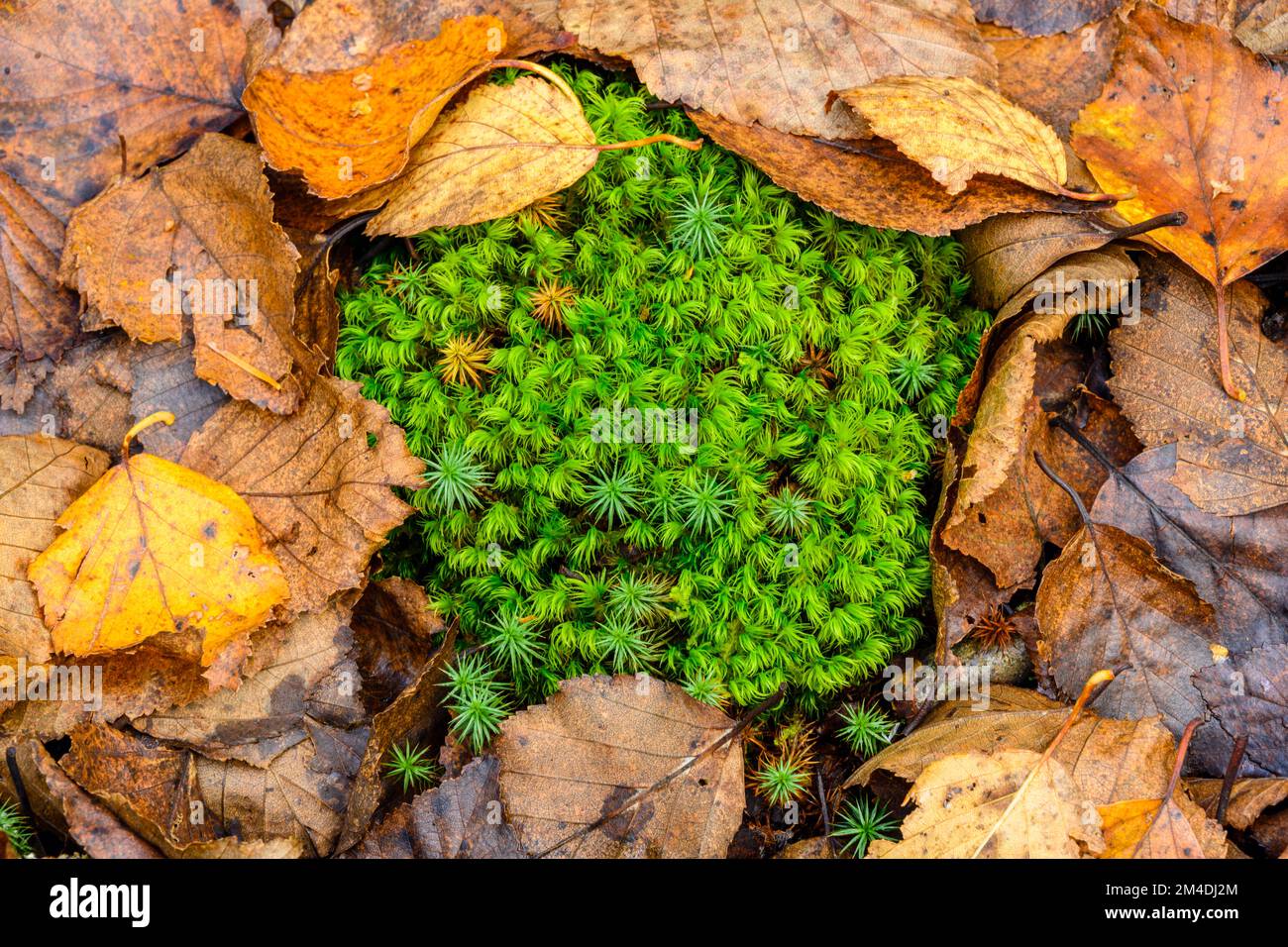 Lichen, mosses, fallen autumn leaves in a woodland clearing, Lake Superior Provincial Park- Coldwater River Bay, Ontario, Canada Stock Photo