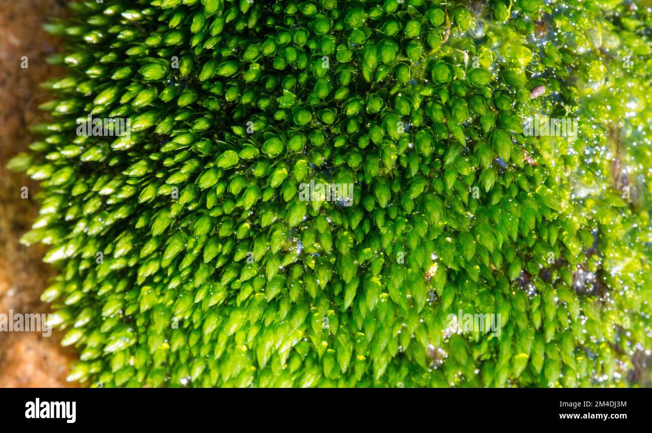 Piccole piante, muschi e licheni Stock Photo
