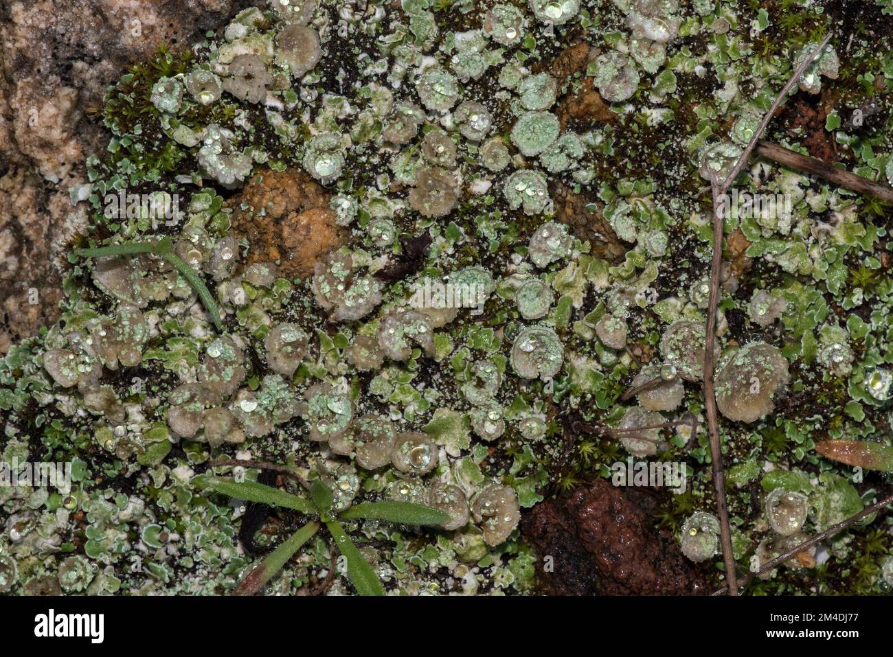 Piccole piante, muschi e licheni Stock Photo