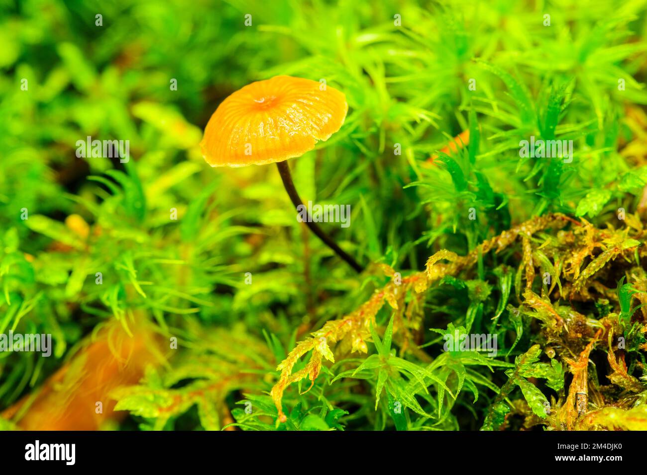 Moss, tiny mushroom cap, Algonquin Provincial Park, Ontario, Canada Stock Photo