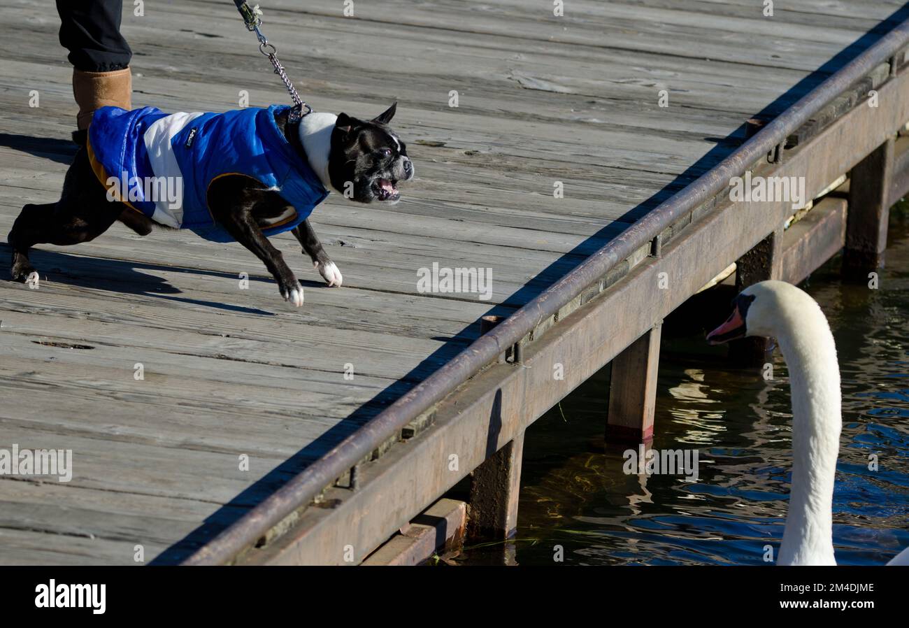 Lake Yamanako, November 24, 2017 French bulldog dog trying to attack mute swans Cygnus olor