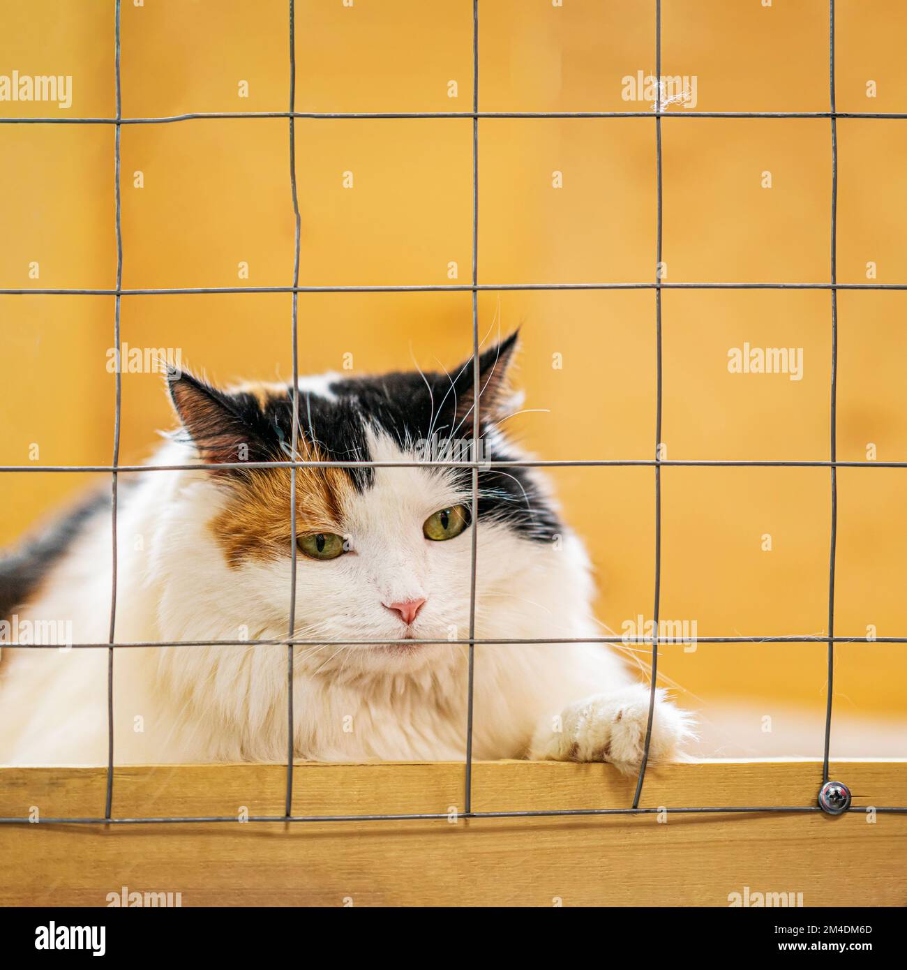 Lonely tricolor fiuffy cat with sad look, lying in cage in shelter and waiting for owner. Concept of humanity, kindness and friendship Stock Photo