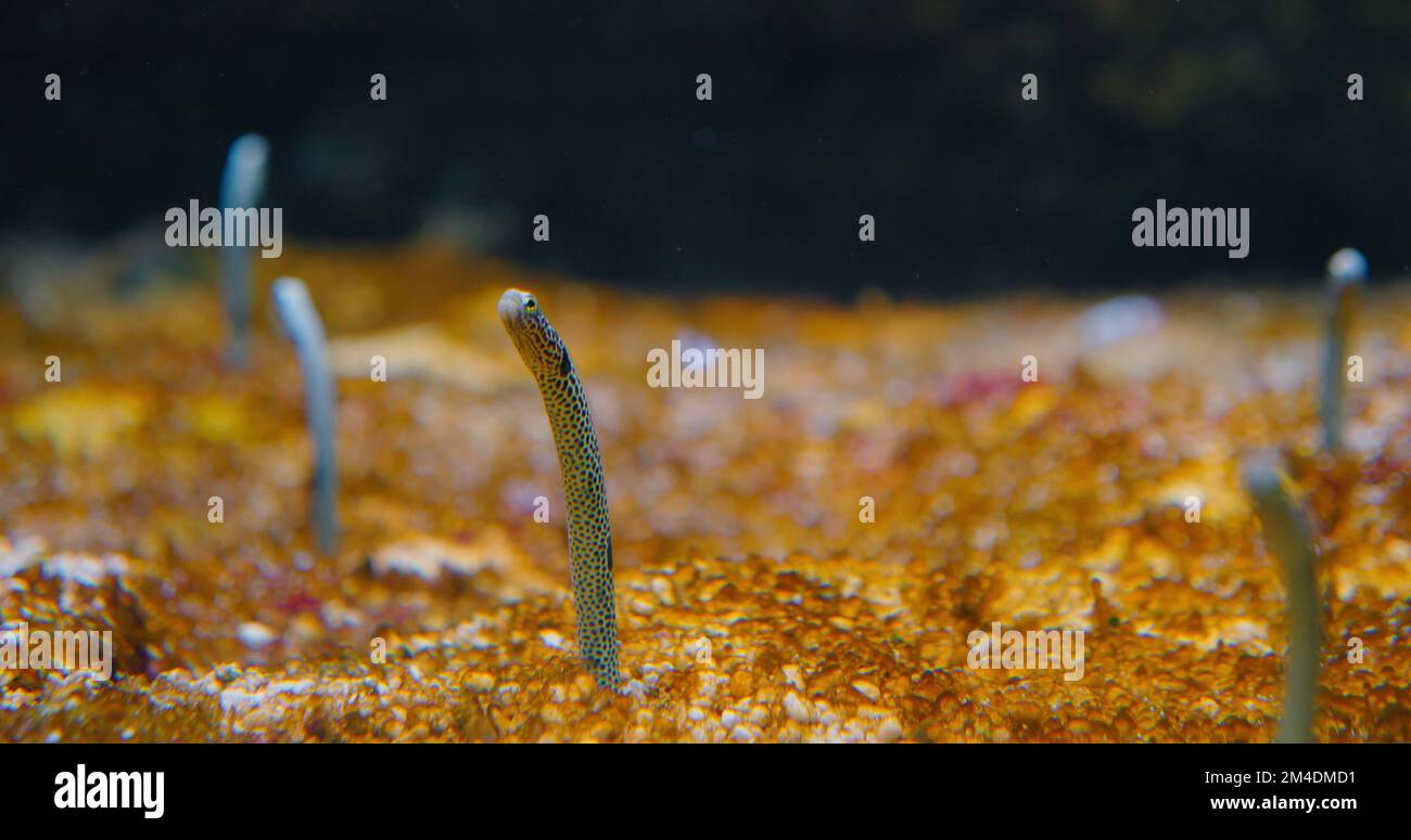 Heterocongrinae. Spotted and splendid garden eels. Small fish live in burrows on the sea floor. Atlantic Ocean. Heteroconger hassi. Stock Photo