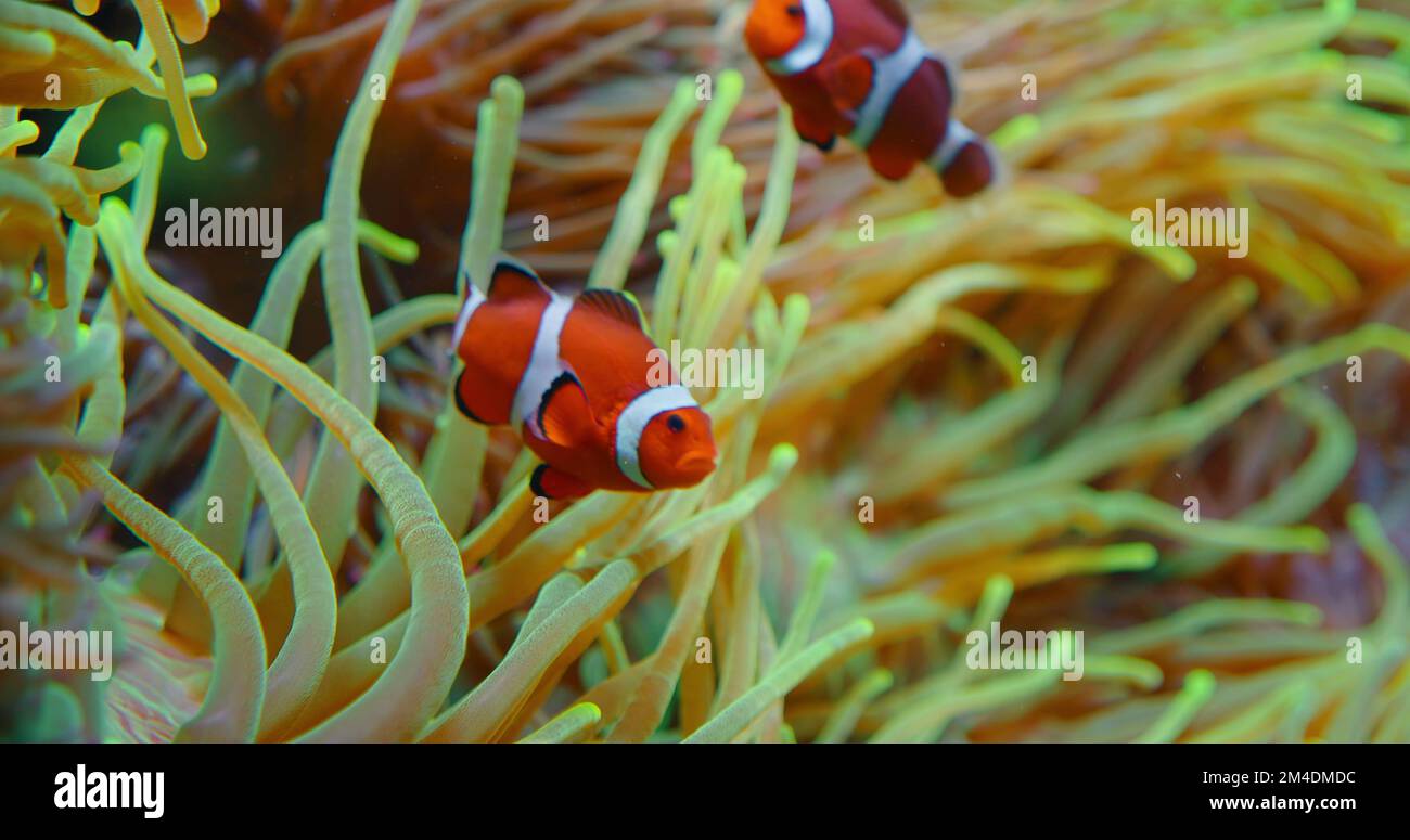 Large group of clownfish swim in anemones on coral reef. Red Sea or two-banded anemonefish. Marine fish feeds on algae and zooplankton in aquarium Stock Photo