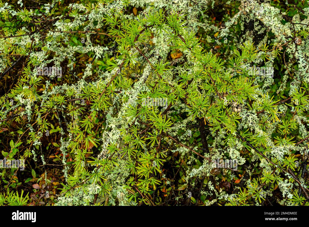 Spruce tree, lichen covered branches, Greater Sudbury, Ontario, Canada Stock Photo
