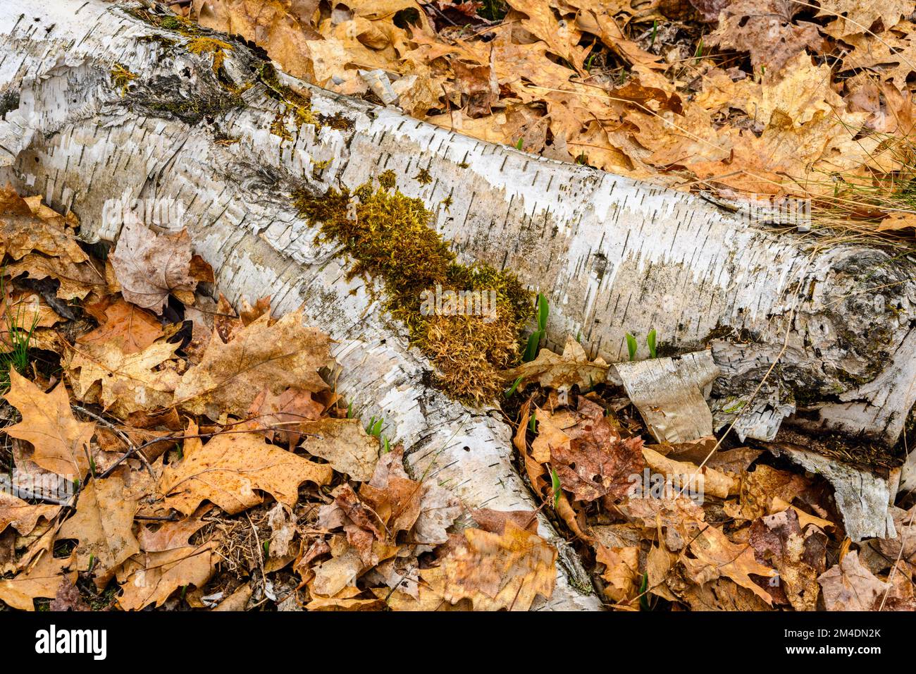 Life on woodland floor hi-res stock photography and images - Alamy