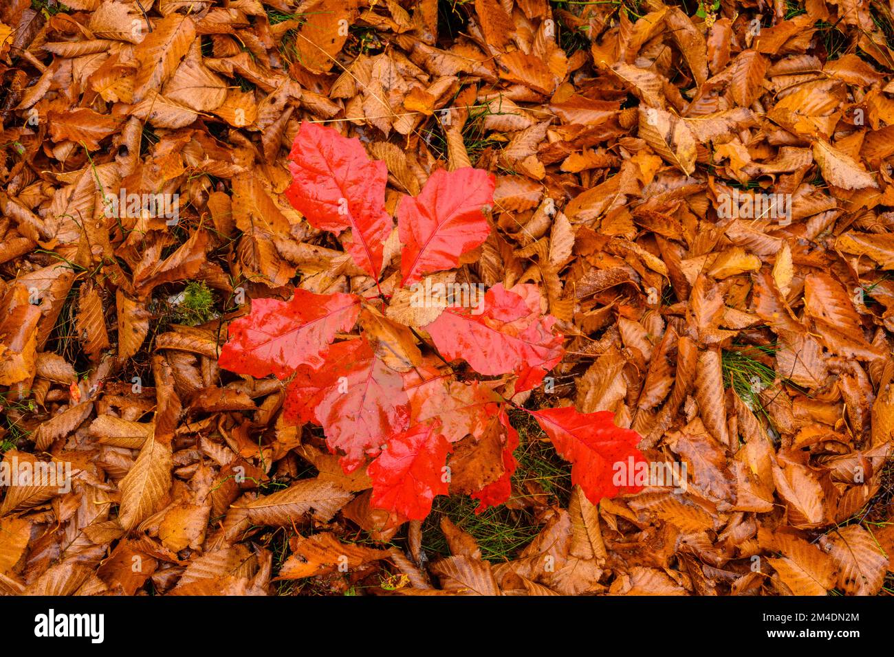 Deciduous woodland floor hi-res stock photography and images - Alamy