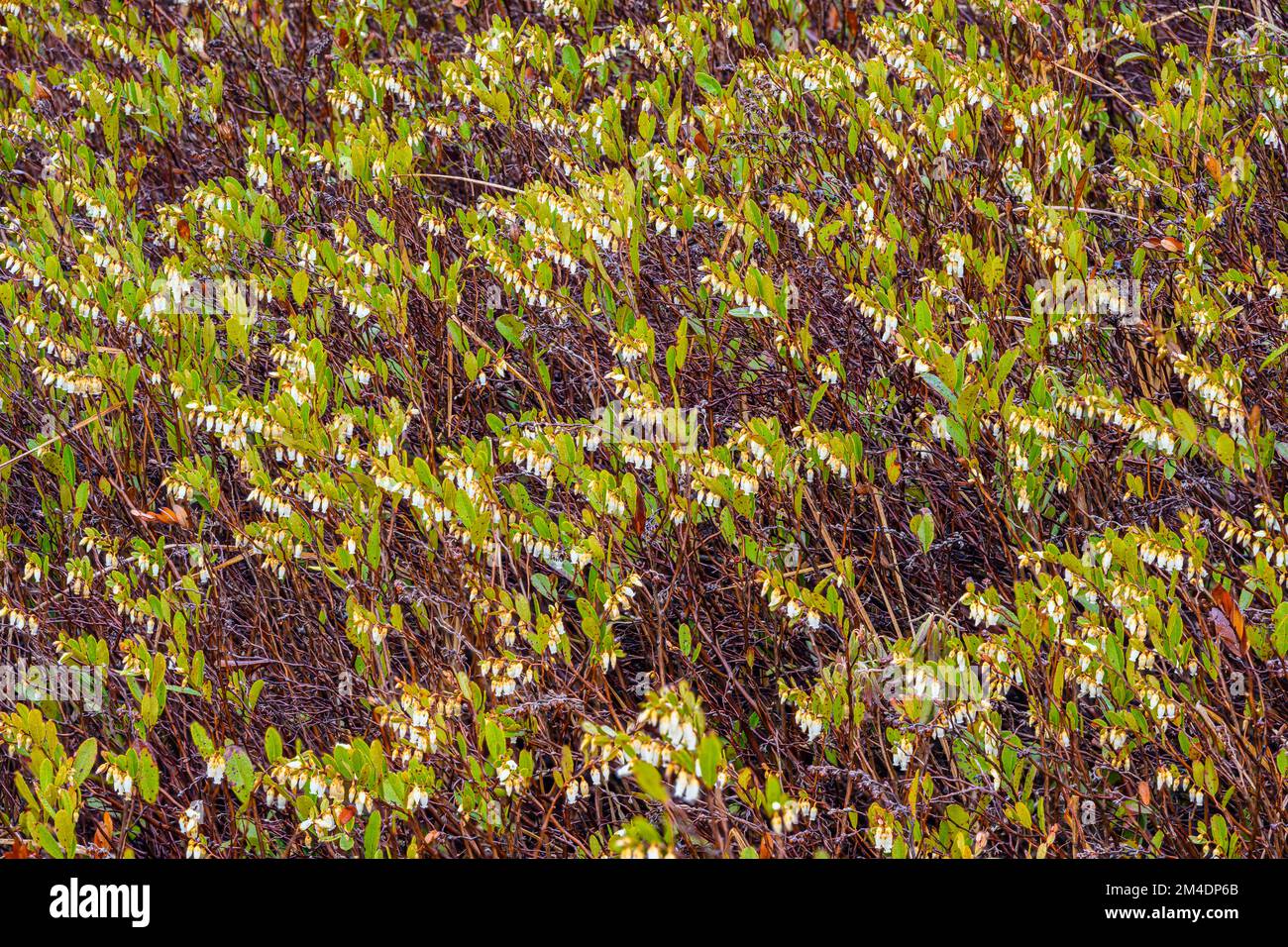 Leatherleaf shrubs in bloom in early spring, Greater Sudbury, Ontario, Canada Stock Photo