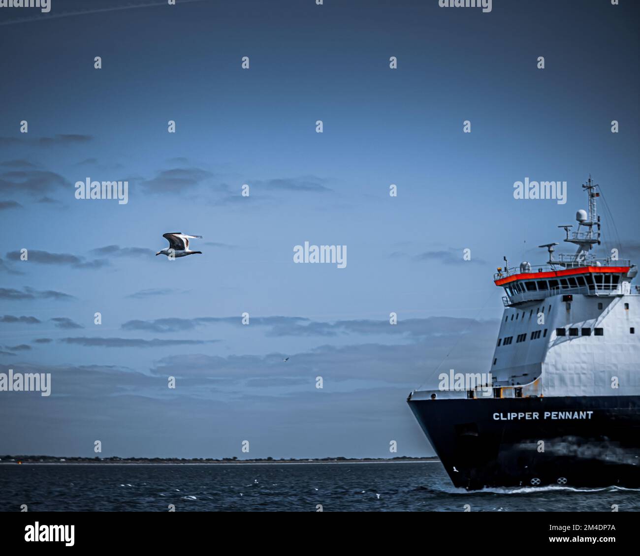 The view of a seagull flying before the MS Clipper Pennant ship on a ...