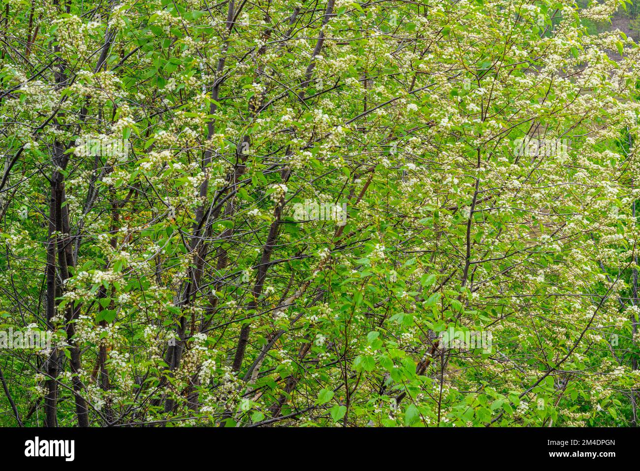 Flowering pincherry, Greater Sudbury, Ontario, Canada Stock Photo