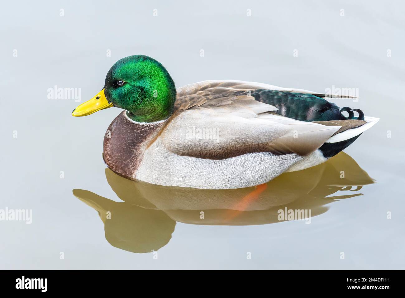 Breeding Adult Male Mallard Duck Anas Platyrhynchos Swimming In A