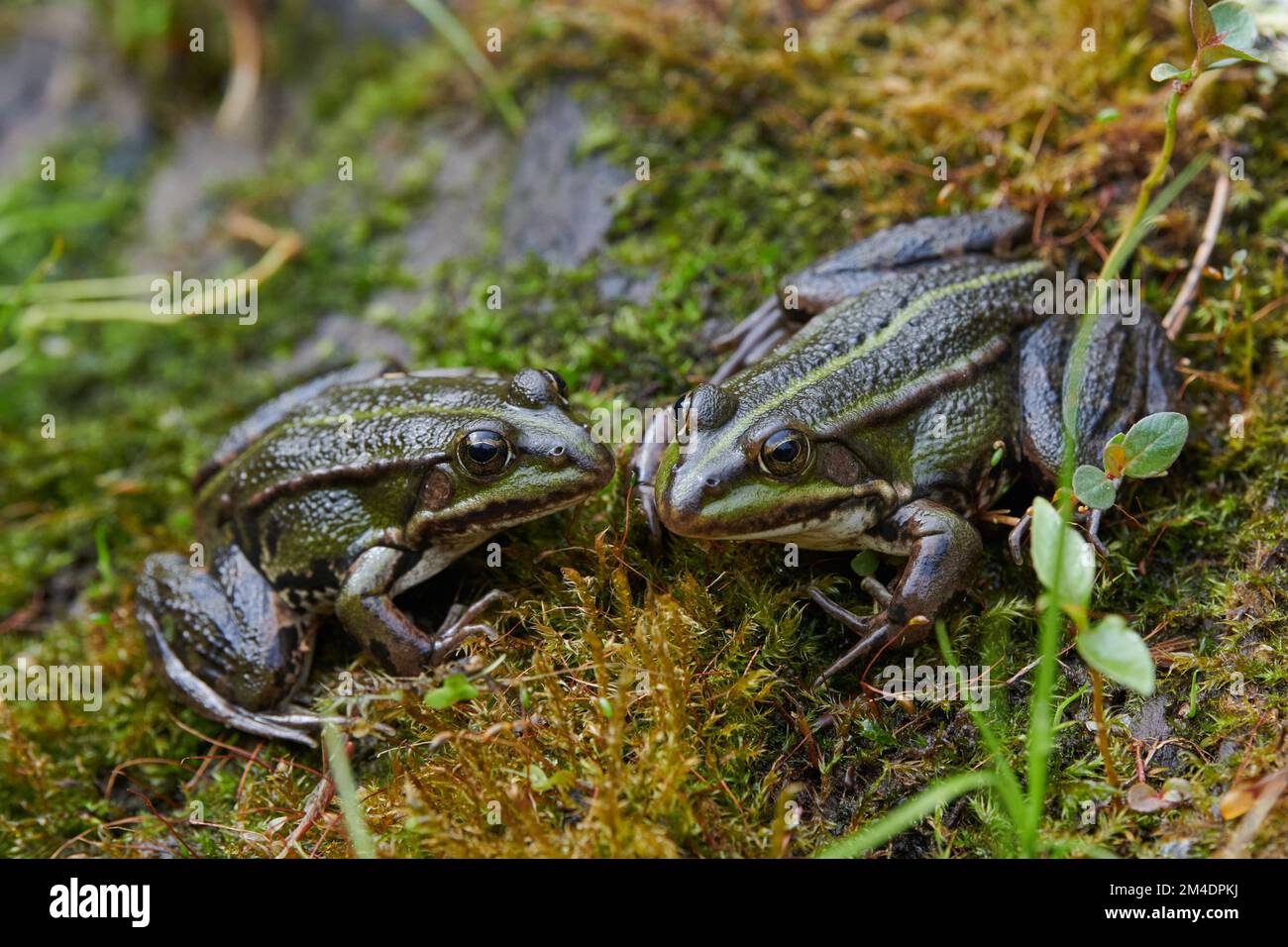 A couple of green frogs, Edible frog, Rana esculenta, by a small pond