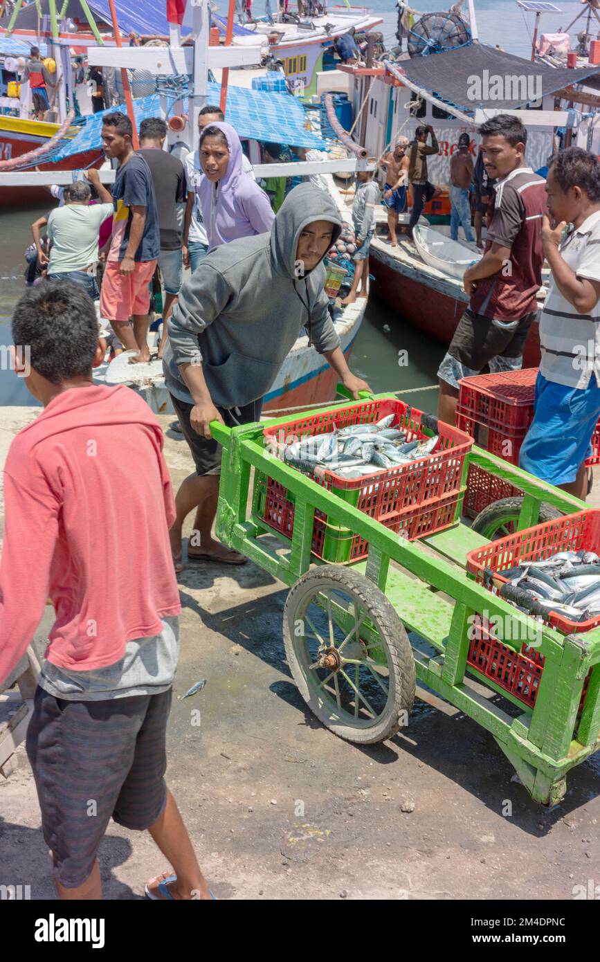 Fish being taken from a fishing boat in Kupang fishing harbour. Stock Photo