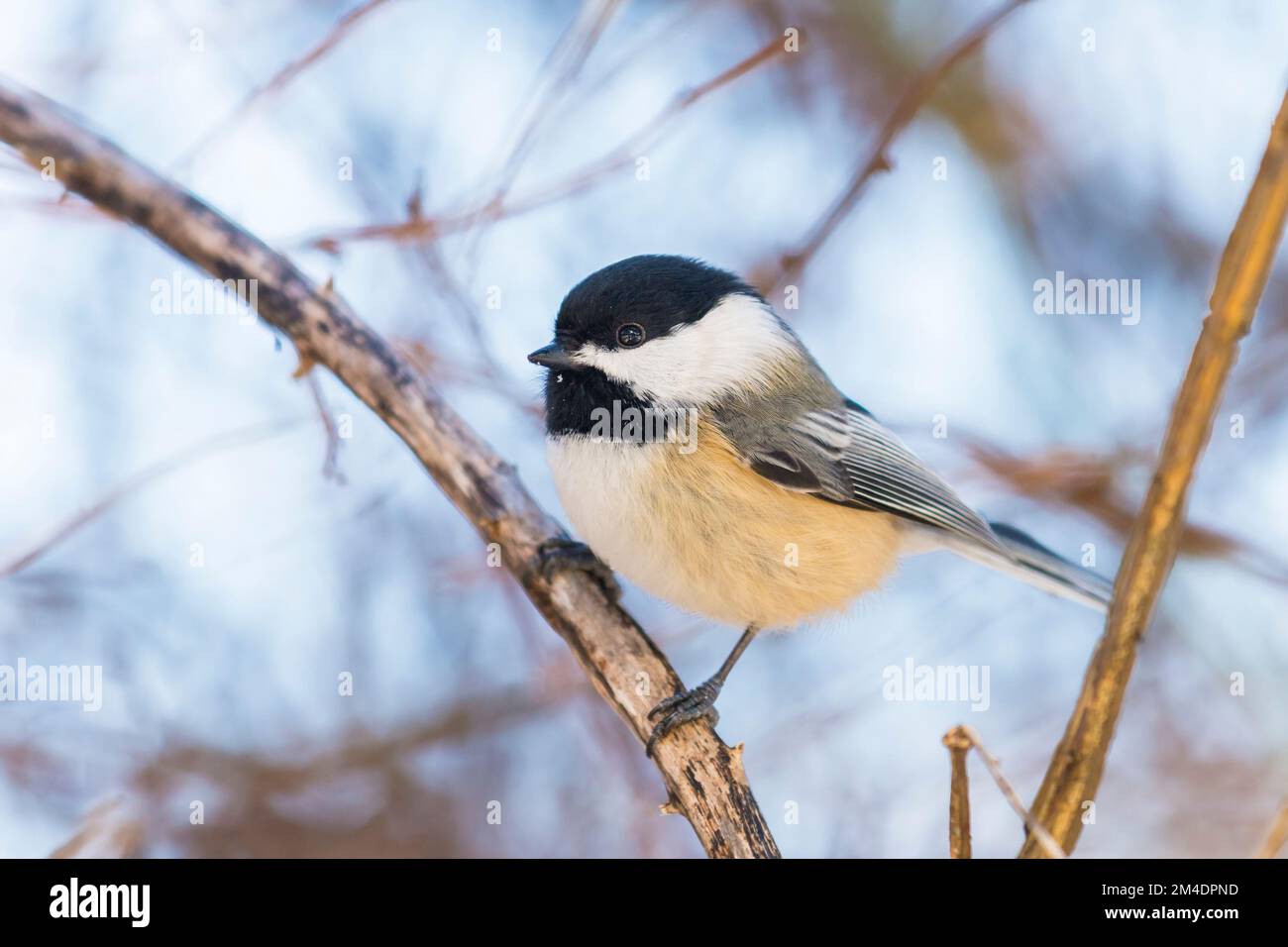 Black-capped chickadee (Poecile Atricapillus) perched on a branch Stock Photo