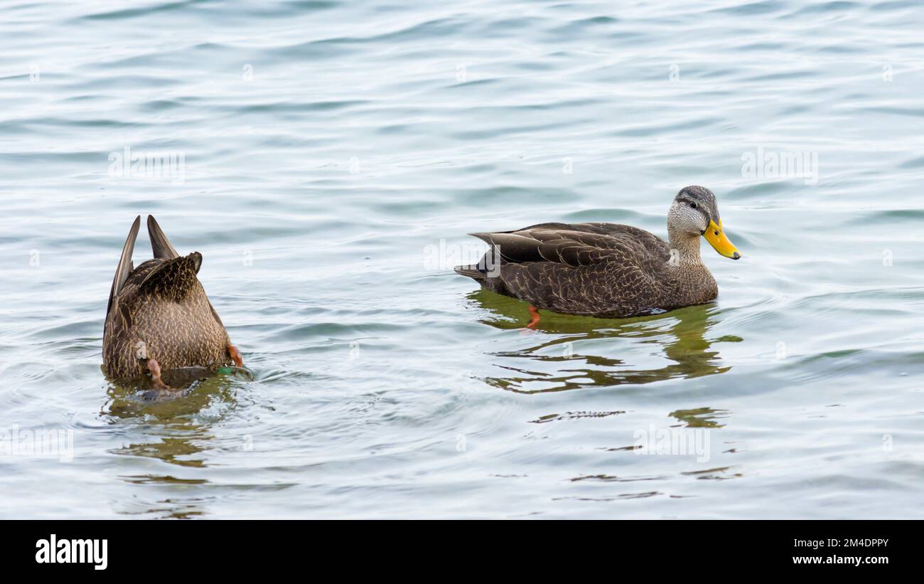 Female mallard ducks (Anas Platyrhynchos) swimming and dabbling in a lake Stock Photo