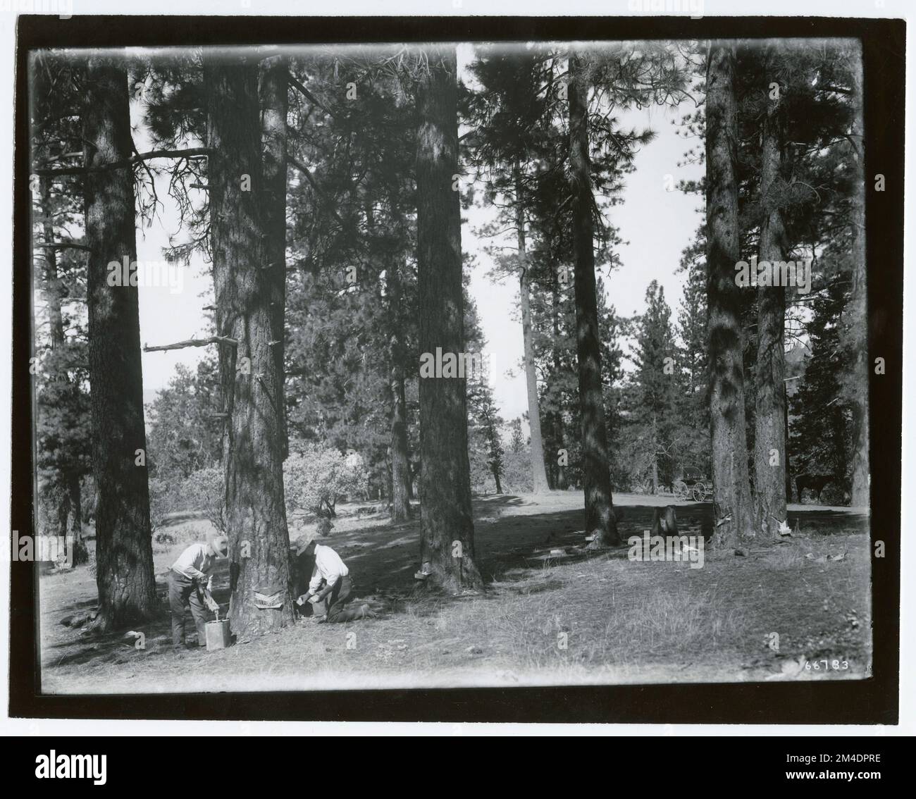 Gcse Timber Farming Timber Related Crops - General. Photographs Relating to National ...