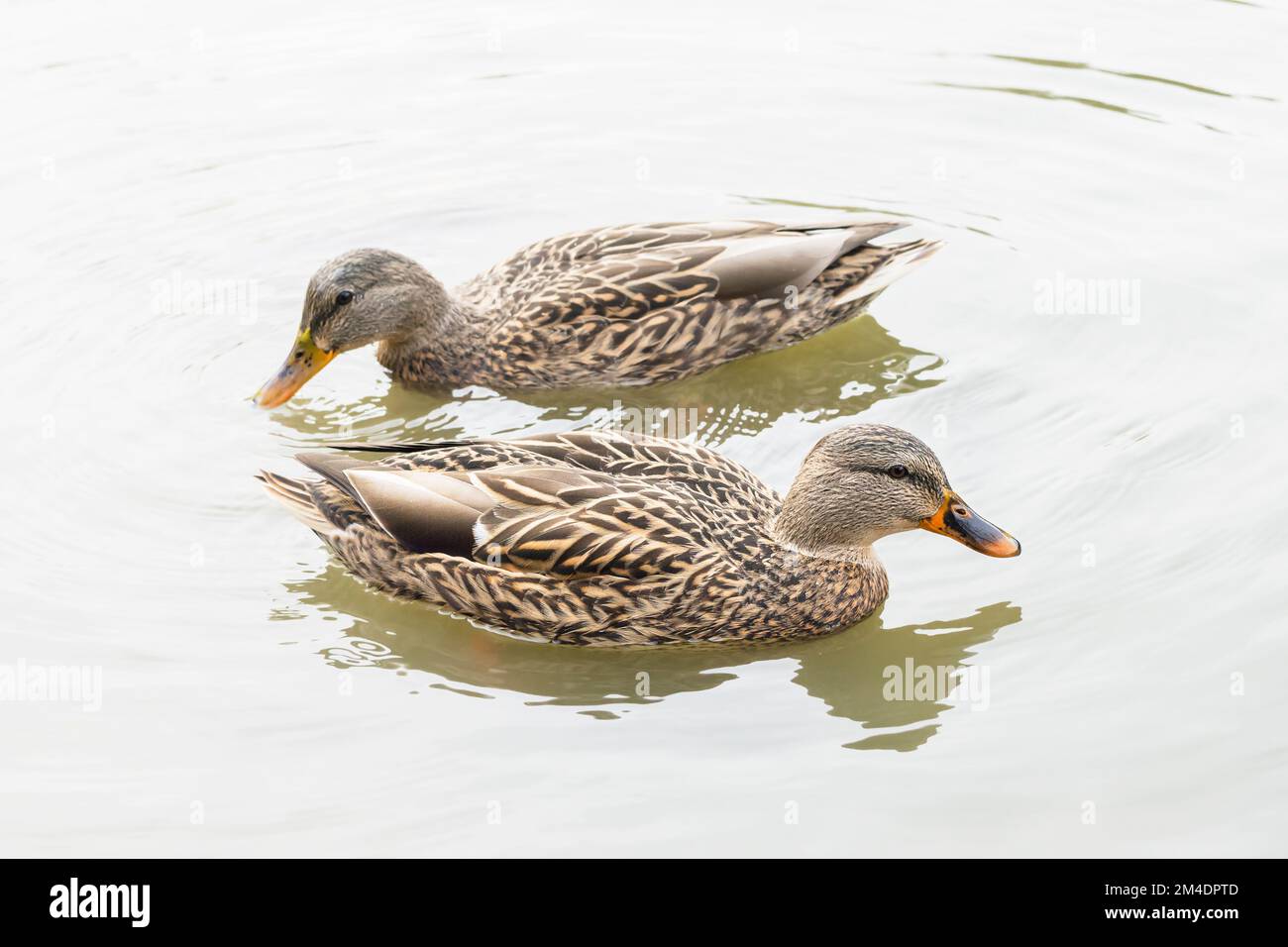 Sitemapcdatahttpsabckniqoocomimages Of Female Mallard Ducks