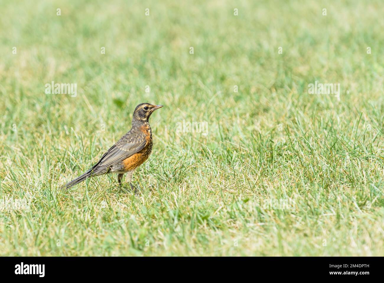 Juvenile american robin bird (Turdus Migratorius) Stock Photo