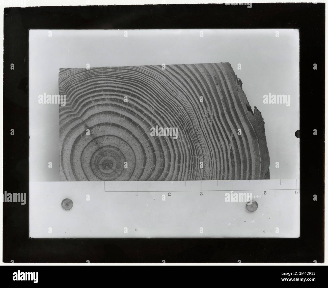 Forest Mensuration - Cross Sections. Photographs Relating to National ...