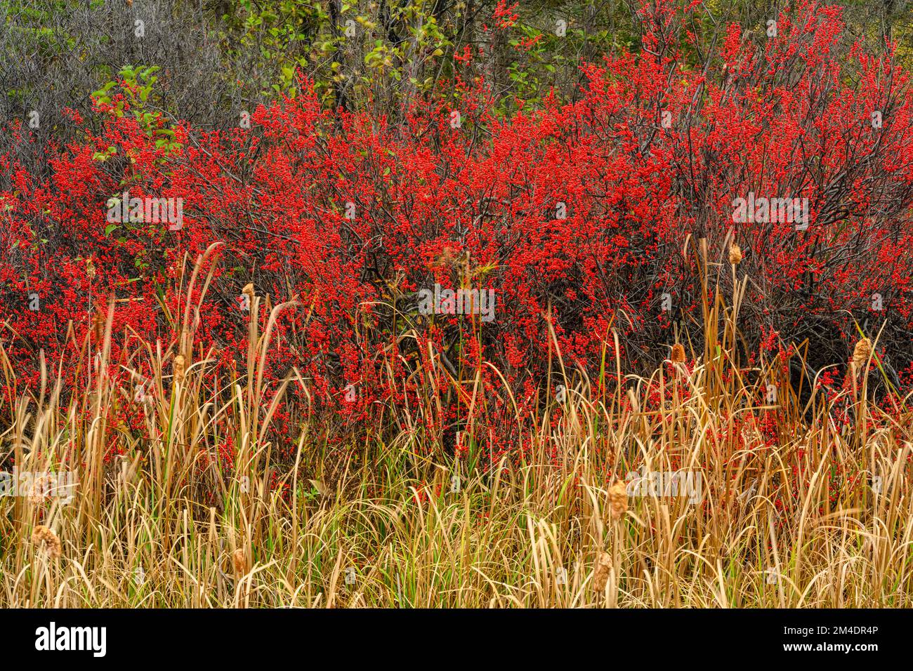 High bush cranberry, cattails, Blind River, Ontario, Canada Stock Photo
