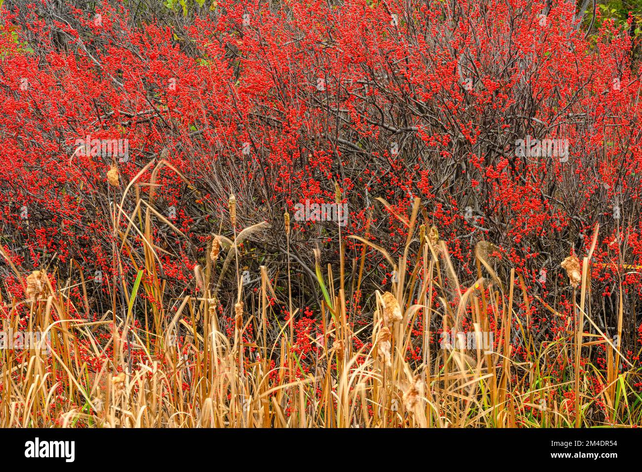 High bush cranberry, cattails, Blind River, Ontario, Canada Stock Photo