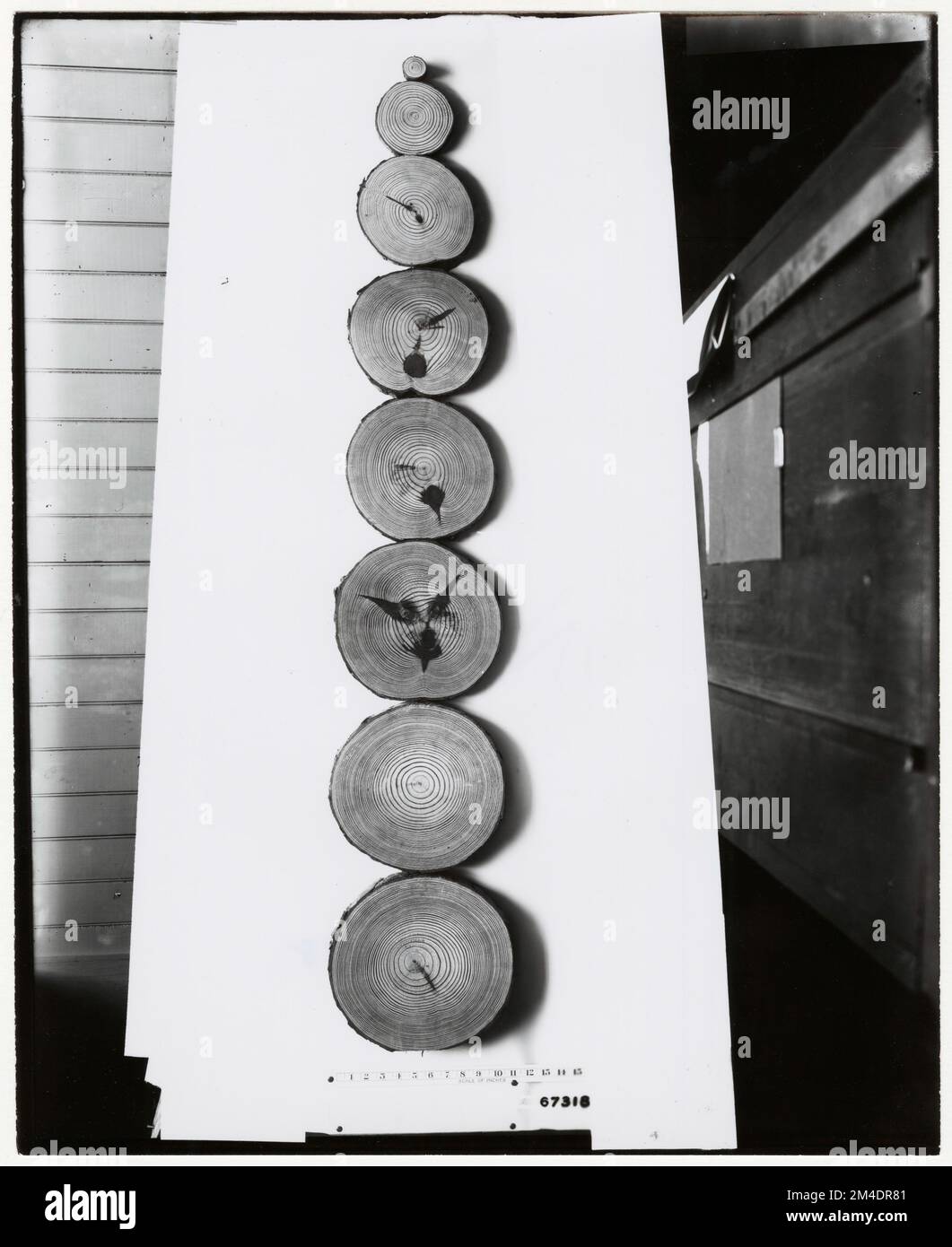 Forest Mensuration - Cross Sections. Photographs Relating to National ...