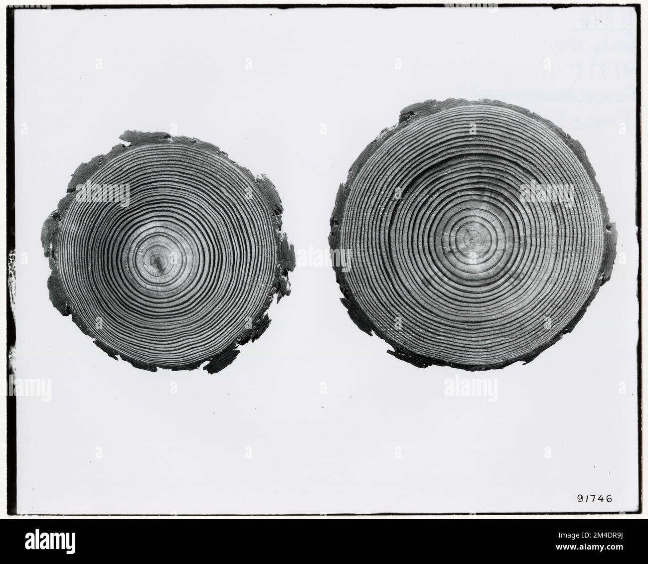Forest Mensuration - Cross Sections. Photographs Relating to National ...
