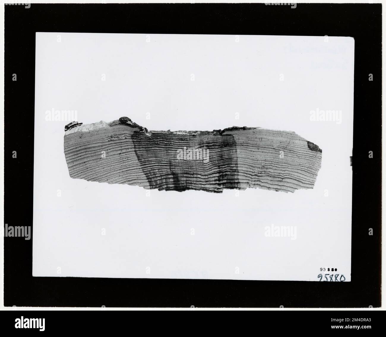 Forest Mensuration - Cross Sections. Photographs Relating to National ...