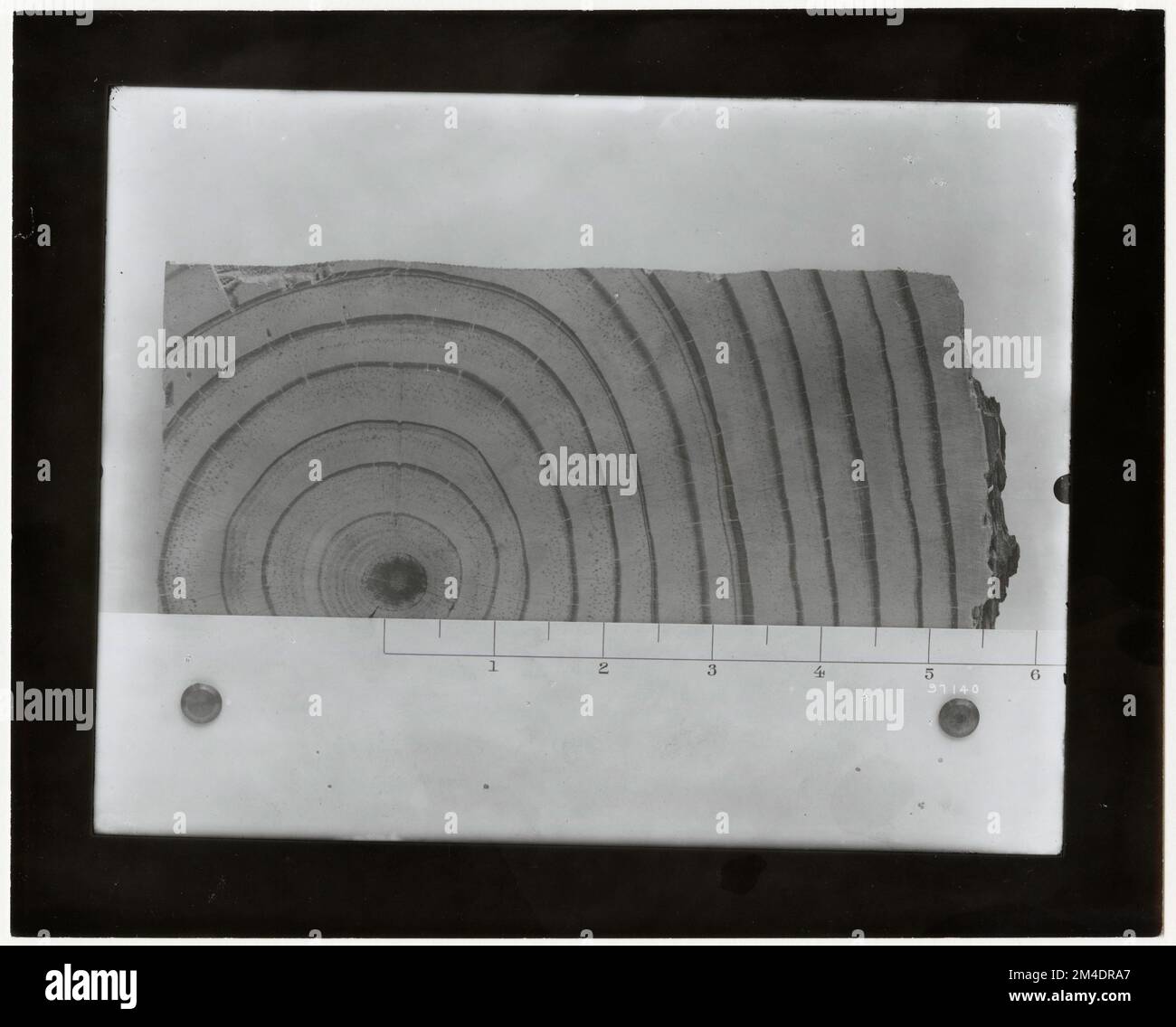Forest Mensuration - Cross Sections. Photographs Relating to National ...