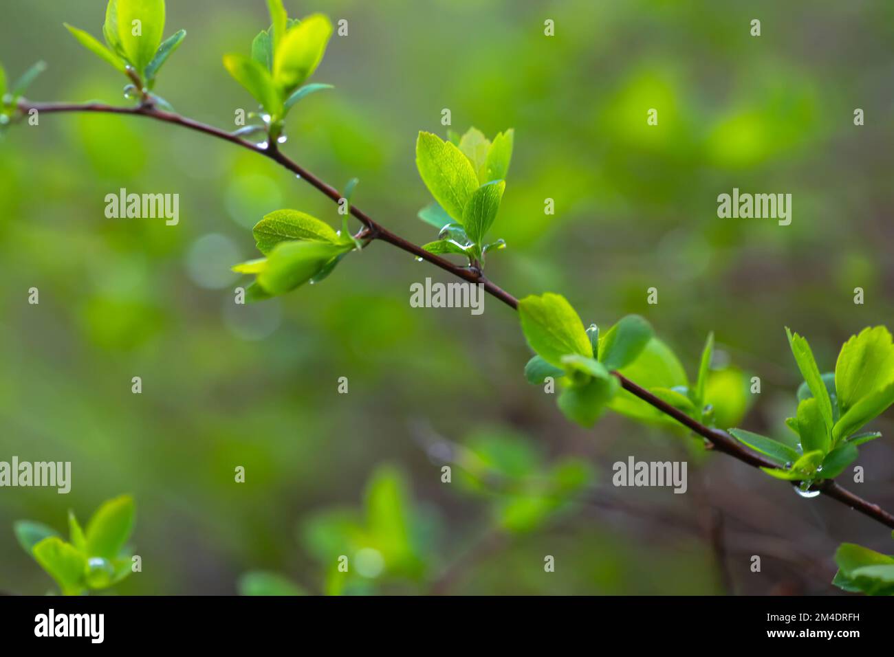 branch with beautiful young green leaves in background of sun's rays. Blurry green background. A natural spring scene with copy space. Spiraea x Stock Photo