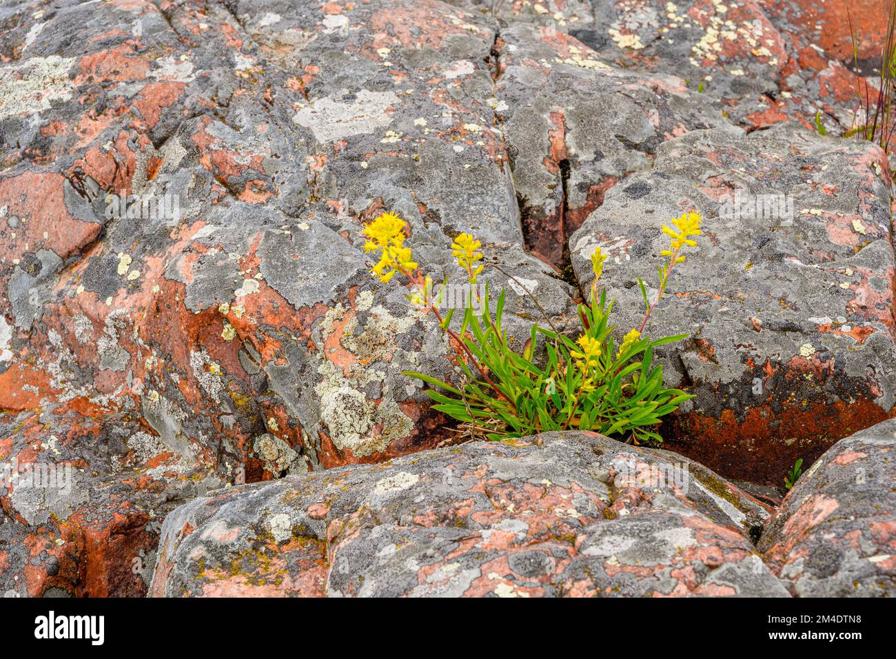 Golden ragwort,  lichen-coated rocks at the Killarney Lighthouse., Killarney, Ontario, Canada Stock Photo
