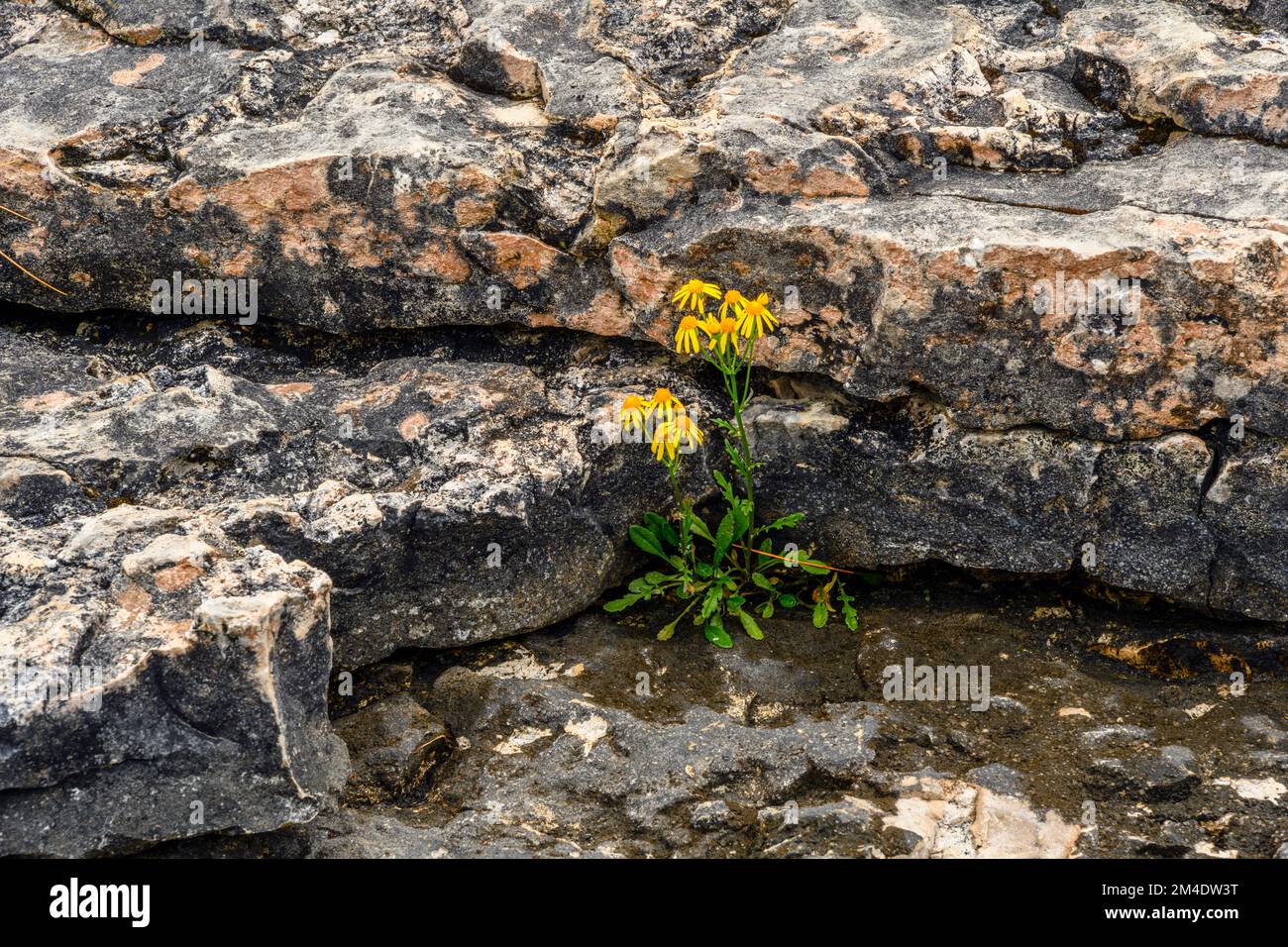 Limestone rock along Lake Huron shoreline at Halfway Log Dump, colonies of Golden Ragwort (Packera aurea), Bruce Peninsula National Park, Ontario, Stock Photo