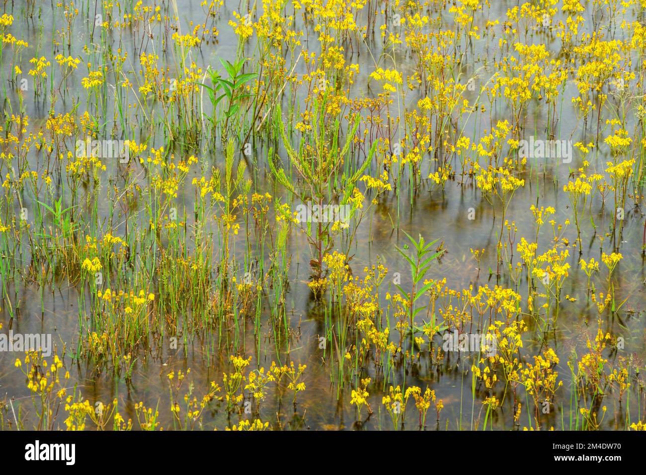 Golden ragwort blooming on a flooded alvar, Bruce Peninsula National Park, Ontario, Canada Stock Photo