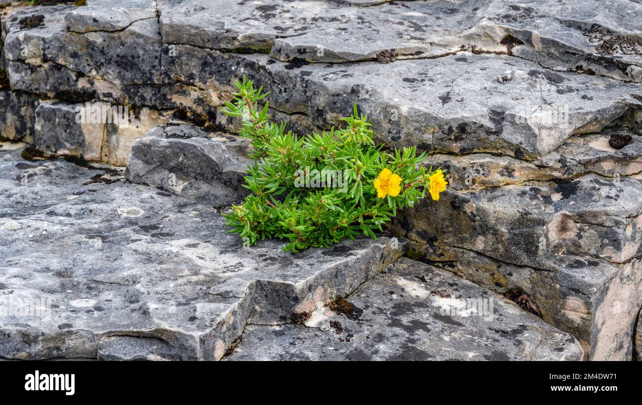 Limestone rock along Lake Huron shoreline at Halfway Log Dump, colonies of cinquefoil (Potentilla spp), Bruce Peninsula National Park, Ontario, Ca Stock Photo